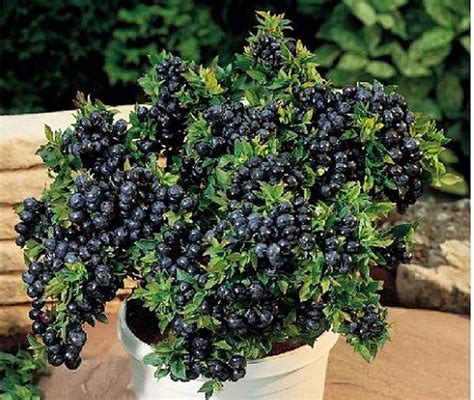 阳台盆栽蓝莓种植方法和技术