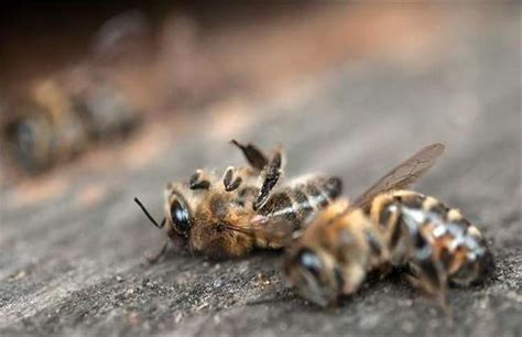 雄蜂大量飞出蜂箱是什么原因
