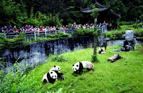 雅安大熊猫基地门票