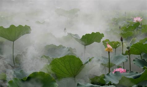 雾里看花是指什么意思