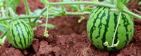 露地栽培西瓜