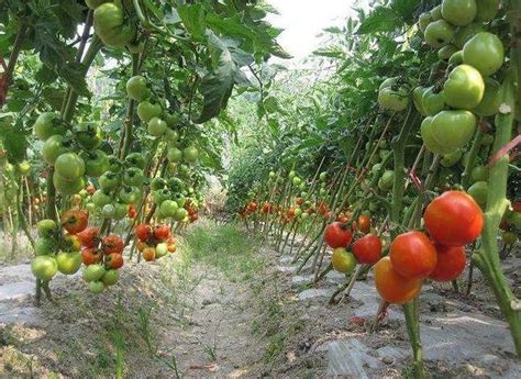露地西红柿怎样种植