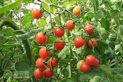 露地西红柿的种植方法