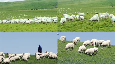 青海牧羊人偷猎视频