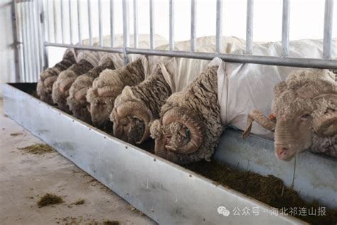 青海省种羊繁育推广服务中心