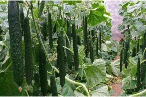 青瓜的种植流程