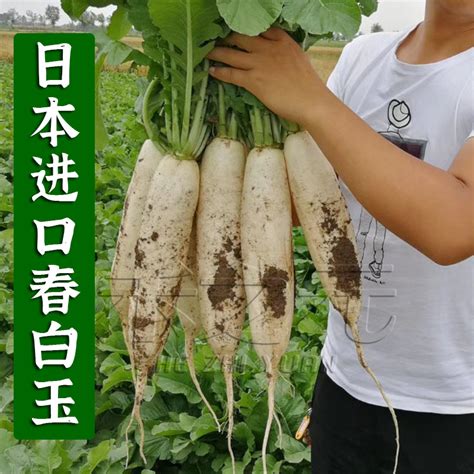 韩国白玉春白萝卜种子价格