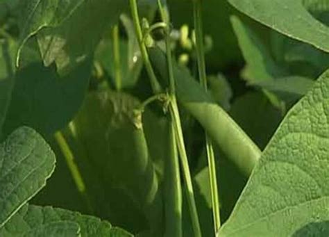 饭豆的种植方法与技巧
