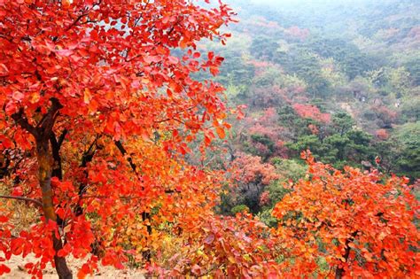 香山红叶真实图片