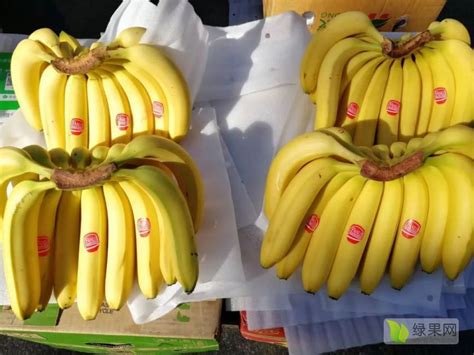 香蕉价格最新行情