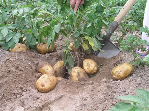 马铃薯的高效种植方法