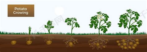 马铃薯种植全过程