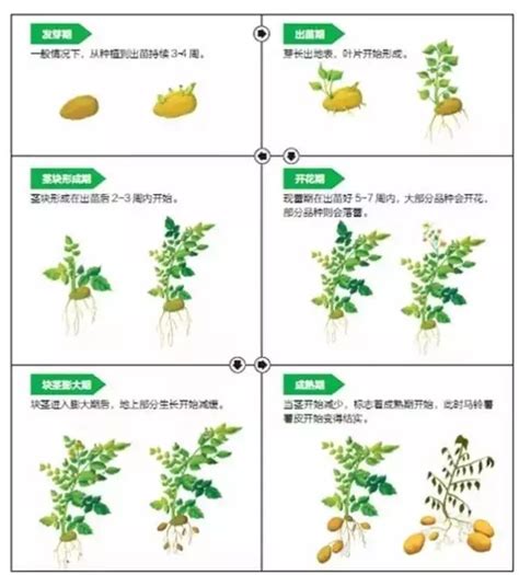 马铃薯种植方法图解