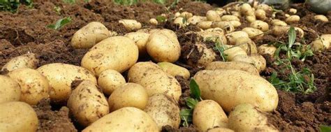 马铃薯种植方法 附种植时间
