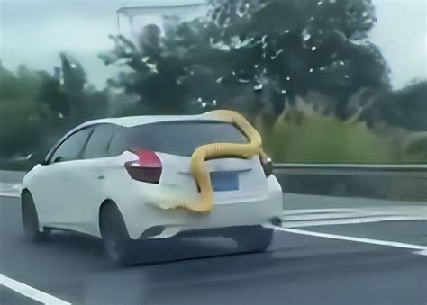 高速公路黄金蟒蛇视频