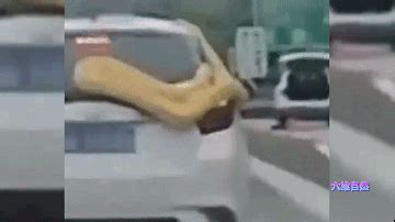 高速路上一条黄金大蟒盘踞车顶