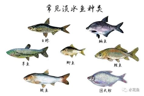 鱼的种类图片