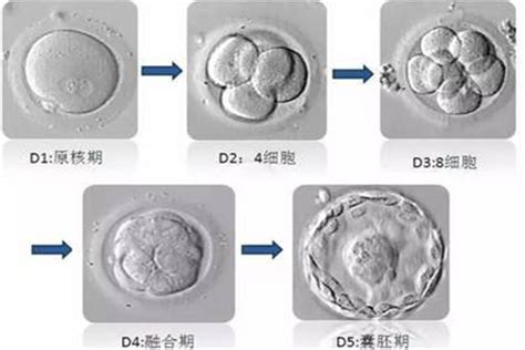 鲜胚移植第五天胚胎在干什么