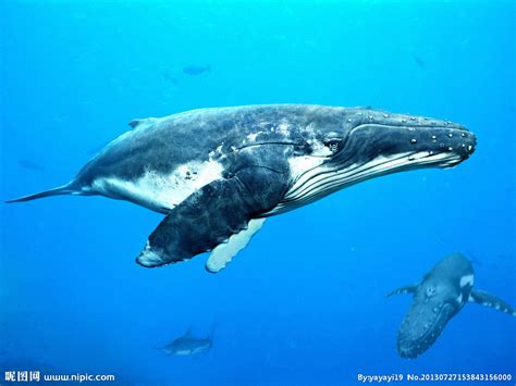 鲸生活在海洋中