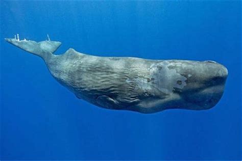 鲸的下潜深度