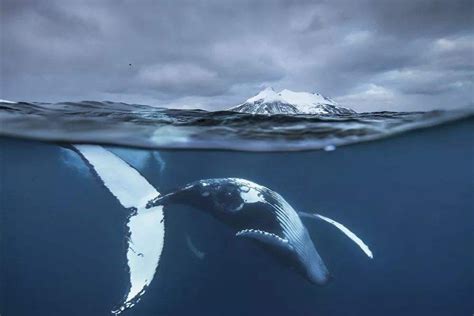 鲸的平均生命