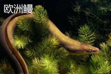 鳗鲡和鳗鱼的区别