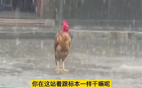 鸡淋雨后站立不起来