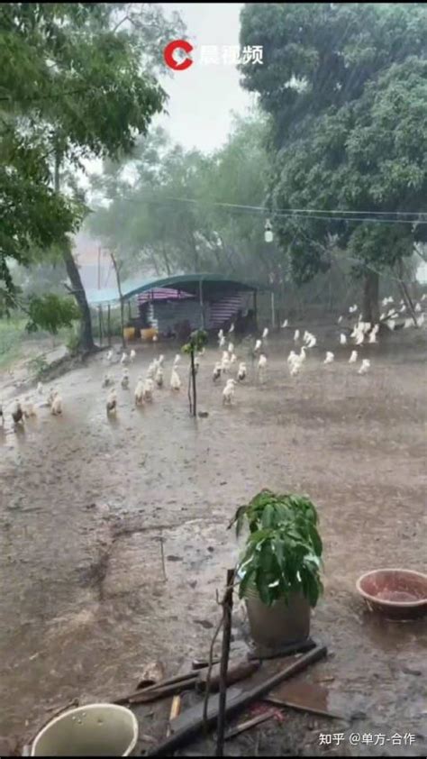 鸭鸭在暴雨中淡定站立