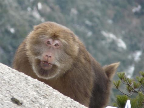 黄山冬天短尾猴