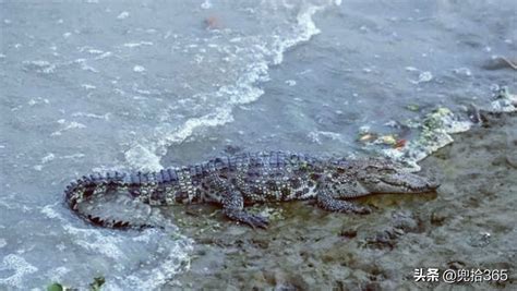 黄浦江畔出现的鳄鱼