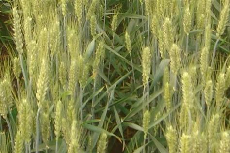 黄淮地区小麦高产优良品种有哪些
