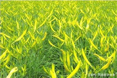 黄花种植的土壤条件