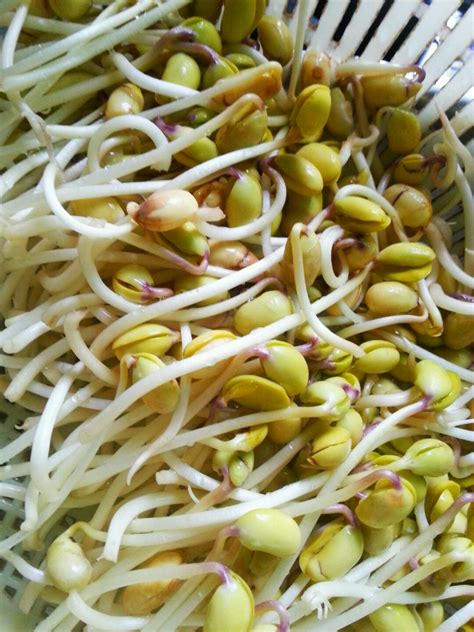 黄豆芽家庭种植方法