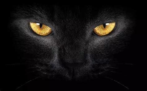 黑猫可怕的传说