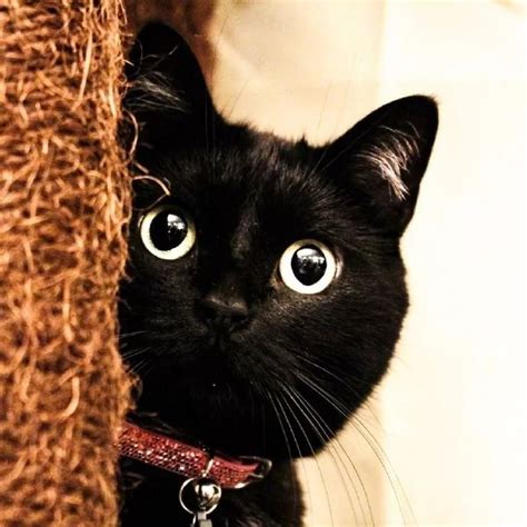 黑猫起什么名字好听洋气