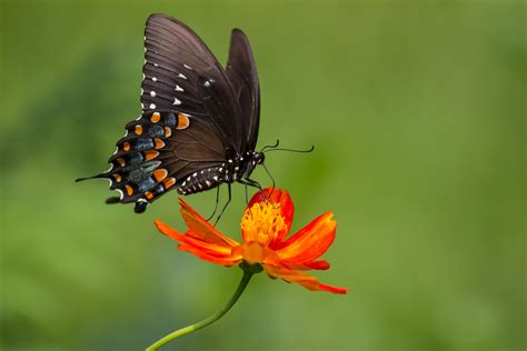 黑蝴蝶动物图片