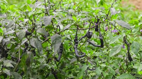 黑辣椒是怎么栽培