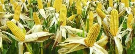 1亩地可以种多少玉米