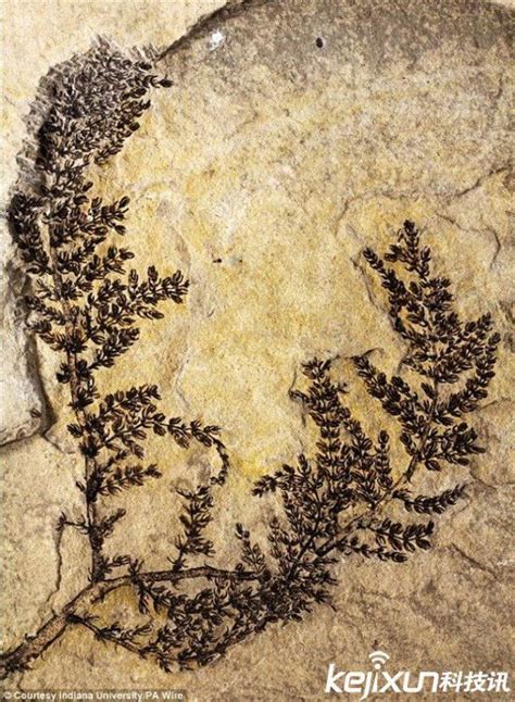 1.7 亿年前的花被发现长这样