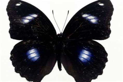 10个最吓人的蝴蝶照片