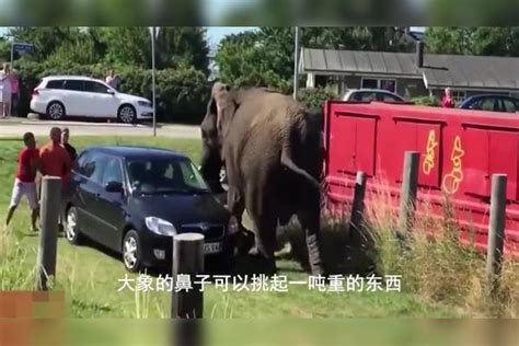 10吨大象袭击汽车