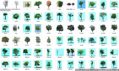 100个树的名字