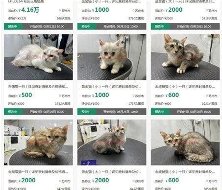 12只猫被拍卖抵债