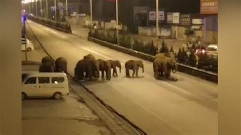 15头亚洲象撞骑车