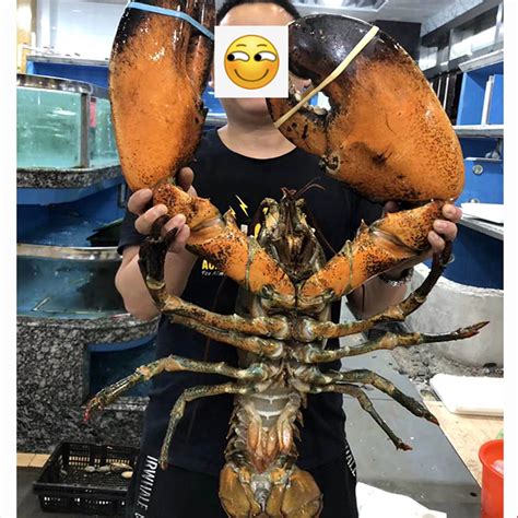 150斤的大龙虾