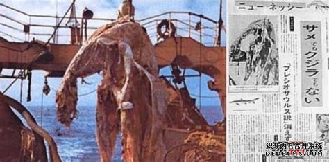 1977年日本发现海怪