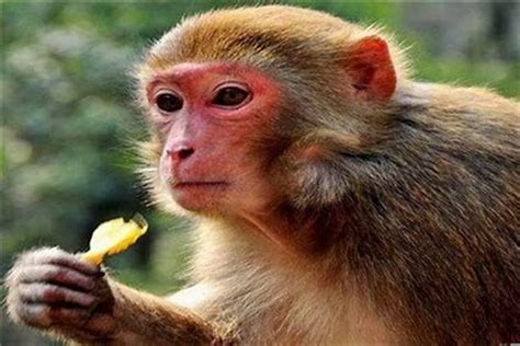 2004年出生属猴女孩起名