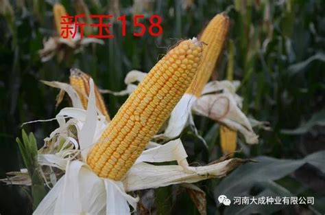 2015河北玉米审定品种
