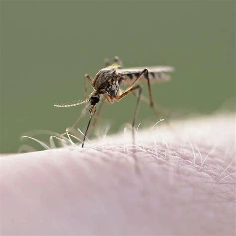 2022今年蚊子特别多是怎么回事