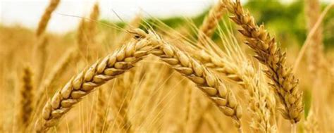 2023年最好的小麦新品种